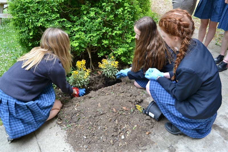 Students planting in the school grounds